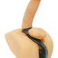 Master Series Rogue Erection Enhancer + Anal Plug