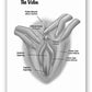 The Mystery Of The Undercover Clitoris Book By Dr. Sadie Allison